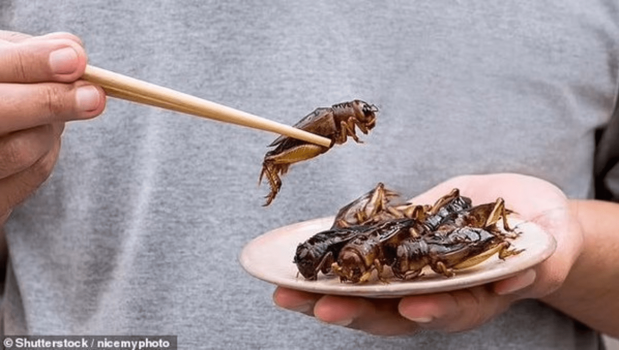 Hewan Beracun Dimakan 2025
